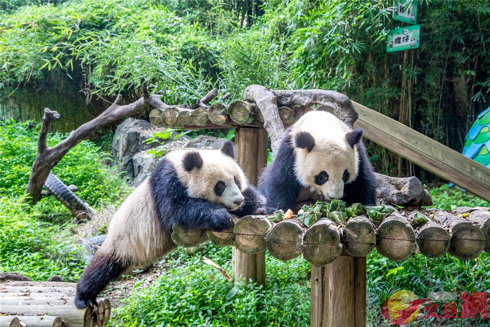 熊貓雙胞胎享用竹筍和嫩竹葉粽子]記者 胡若璋攝^
