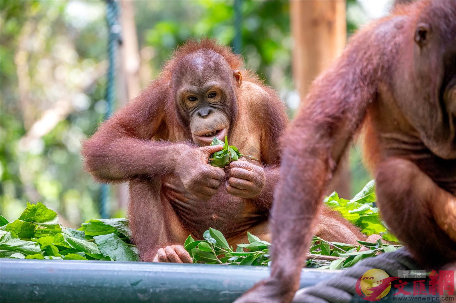 黃猩猩最愛有蘋果B香蕉B胡蘿蔔為餡的蔬果粽子]記者 胡若璋攝^