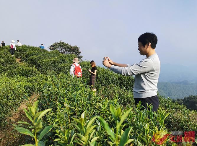 陝西勉縣1200米海拔的萬畝高山綠茶園]香港文匯網記者張帥攝^