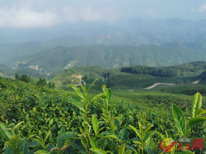 陝西勉縣1200米海拔的萬畝高山綠茶園]香港文匯網記者張帥攝^
